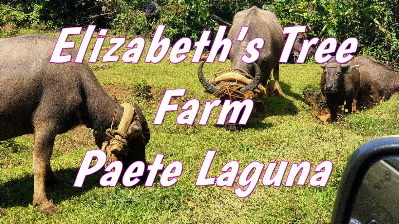 2022-03-10 Elizabeth's Tree Farm Paete Laguna