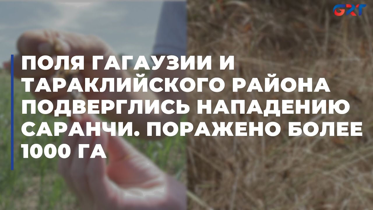 Поля Гагаузии и Тараклийского района подверглись нападению саранчи. Поражено более 1000 га