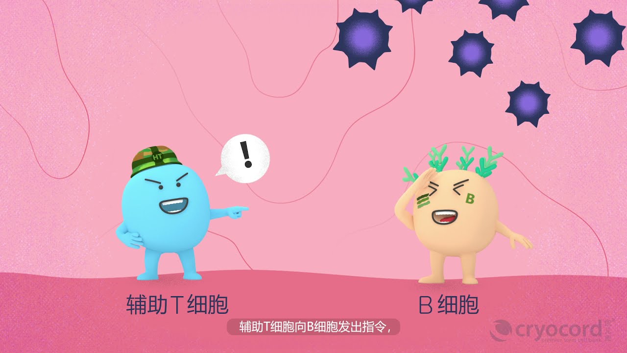 人体免疫细胞