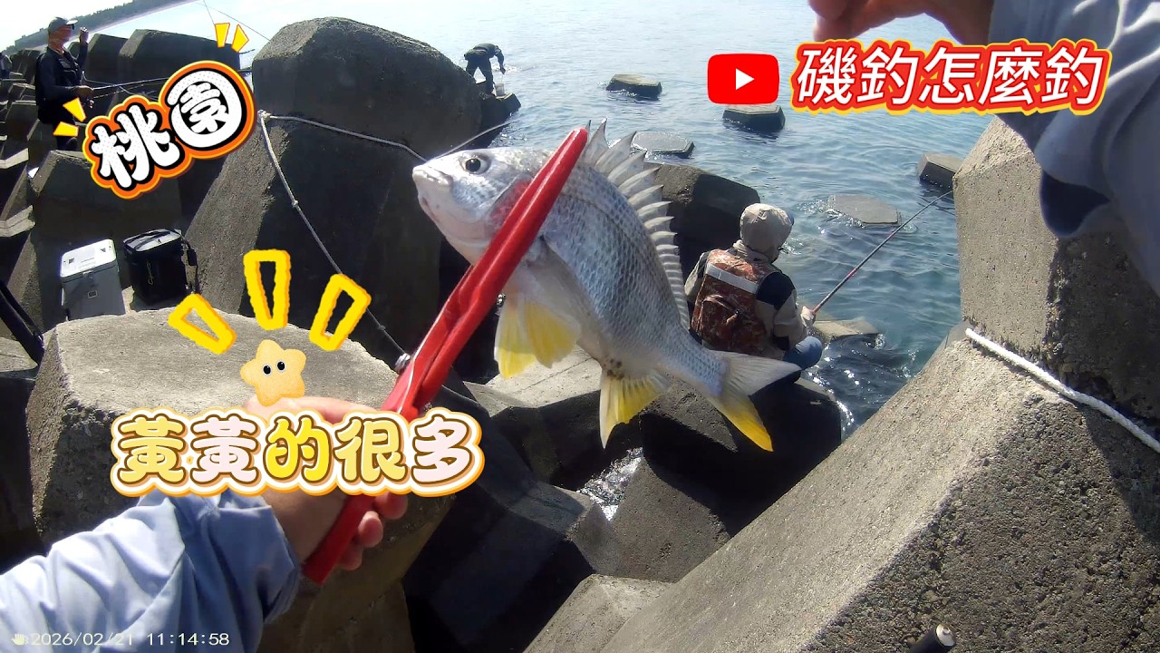 桃園｜暴動的烏魚，暴動的班頭，再加上暴動的赤翅仔，暴動的魚情，要去哪裡才能搞到魚？最近的桃園怎麼了？ #磯釣 #磯釣怎麼釣 #大潭 #海釣 #釣魚 #黏巴達誘餌