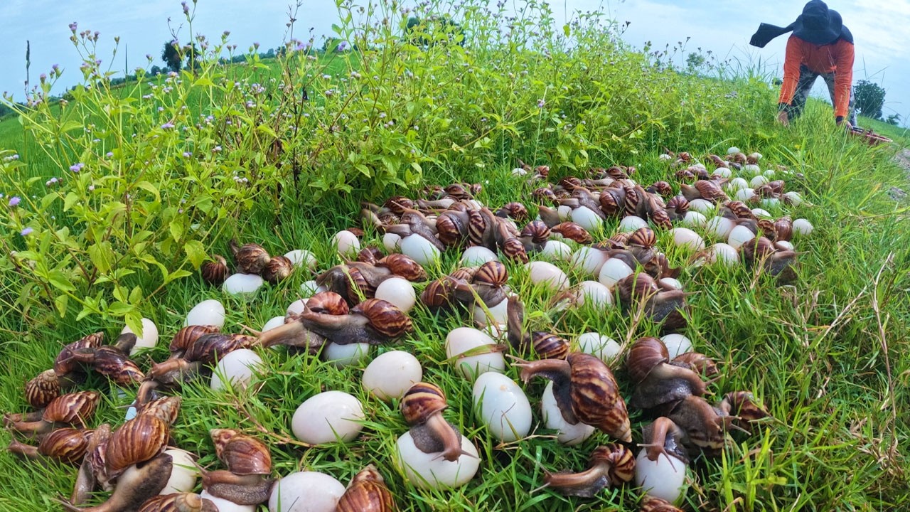 Harvesting Thousands of Giant Land Snails and Eggs in the Field