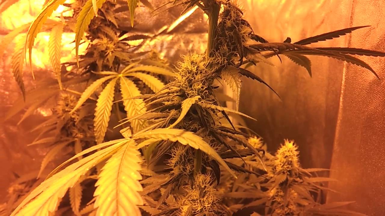 Chocolope - 32 days in flowering