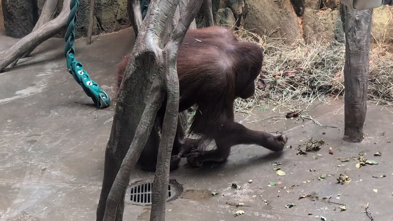 Orangutan - Henry Doorly Zoo - Omaha, NE 