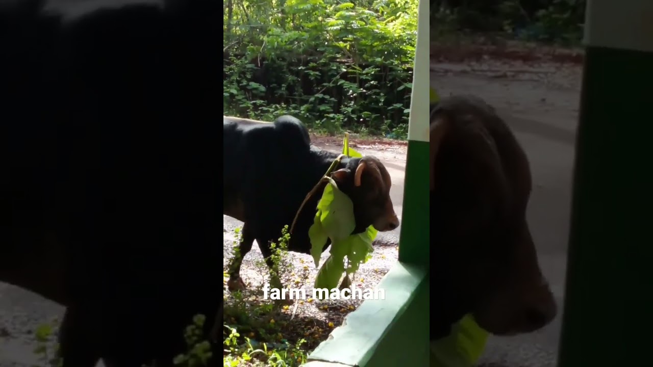 #cow