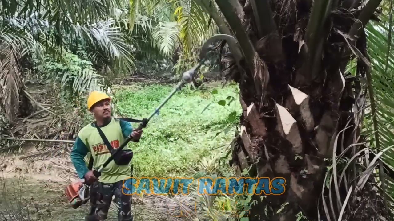PRUNING..!!! TIDAK ragukan lagi mengunakan MESIN INI(@sawitrantas )