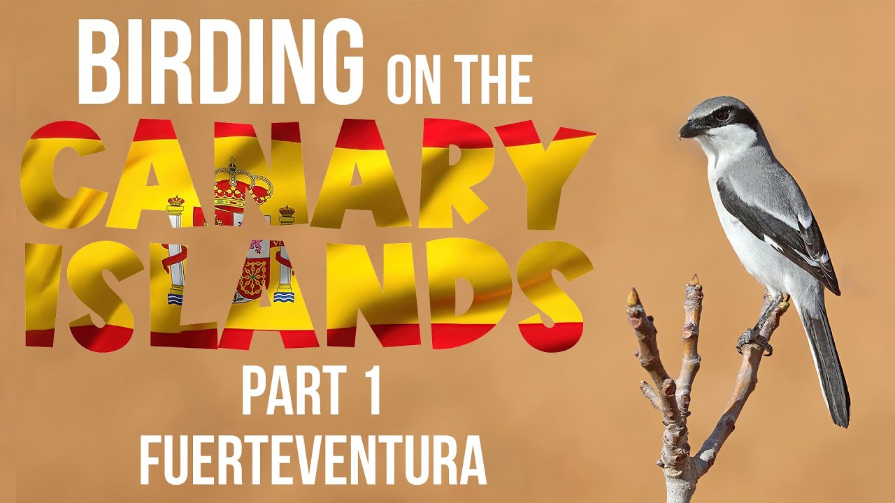 Birding on the Canary Islands Part 1 Fuerteventura