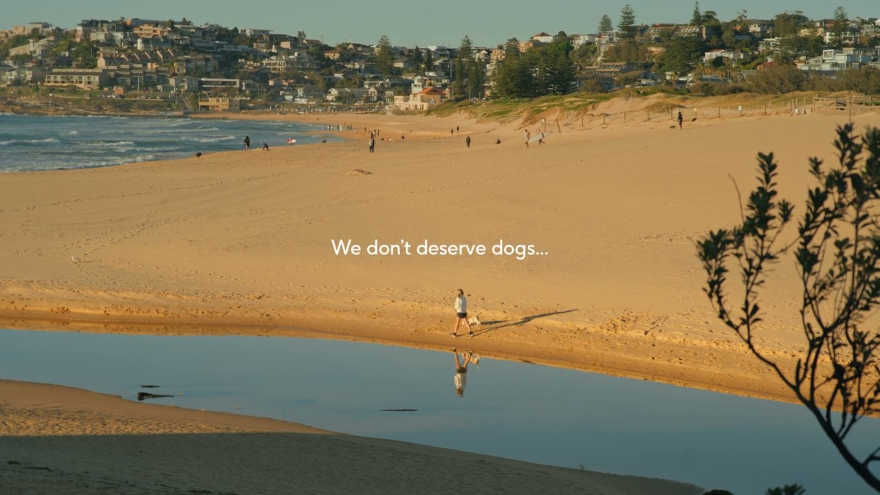 Curl Curl Surf Beach - We don't deserve dogs