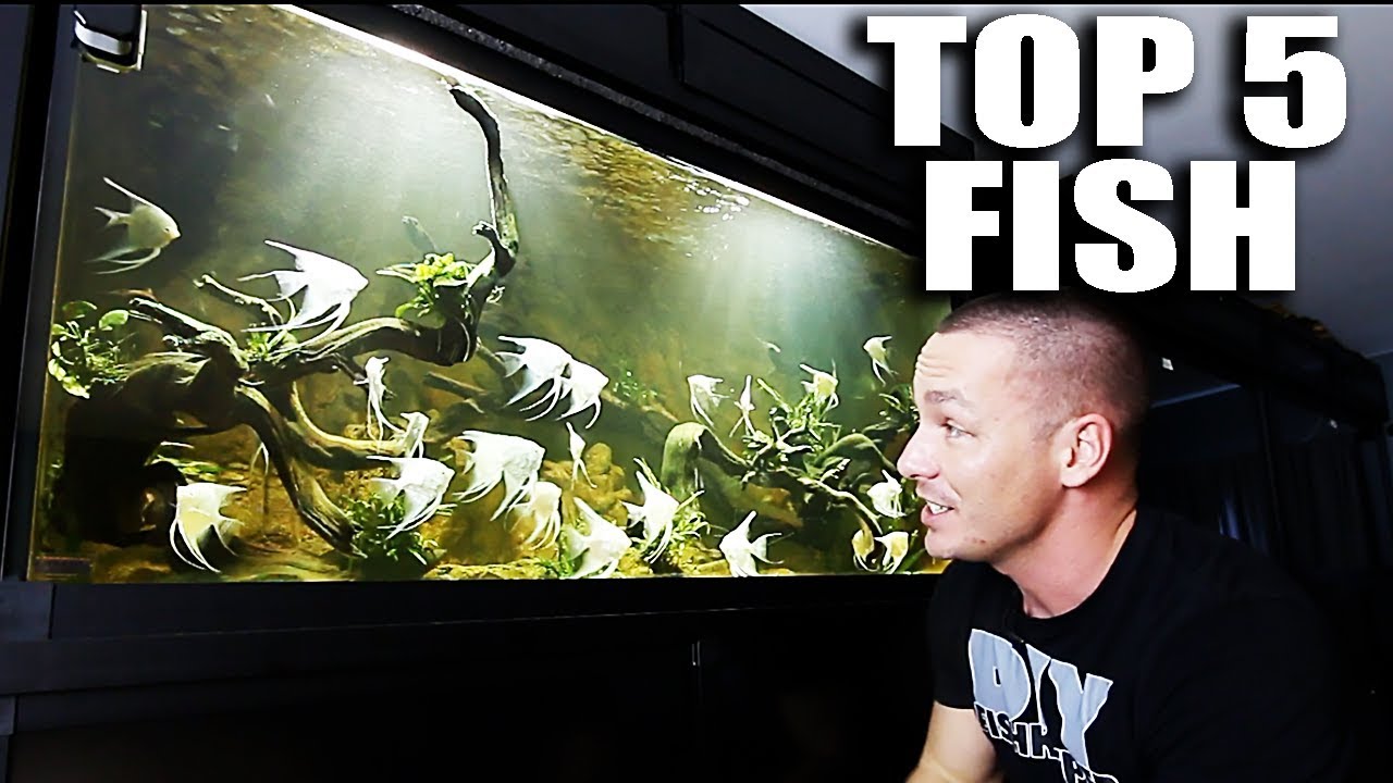 TOP 5 FISH IN MY AQUARIUMS