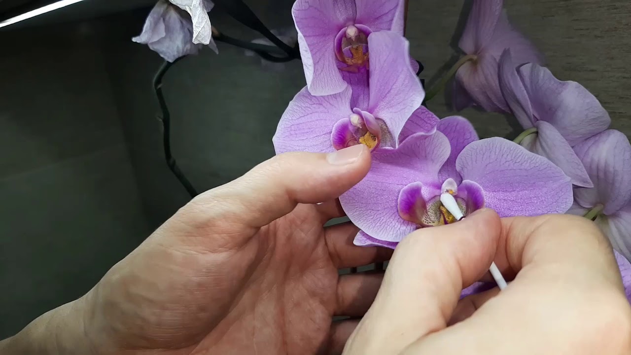 Размножение орхидеи Phalaenopsis (искусственное опыление)