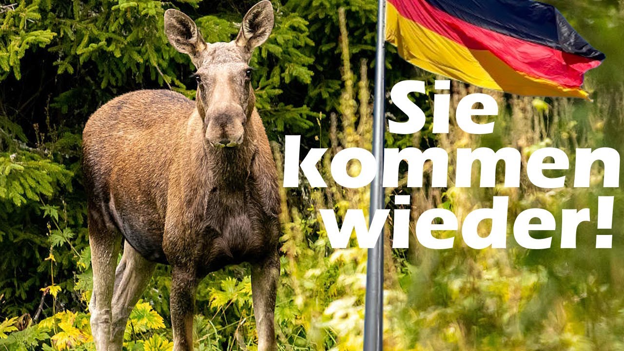 Wie Elche nach Deutschland zurück kehren