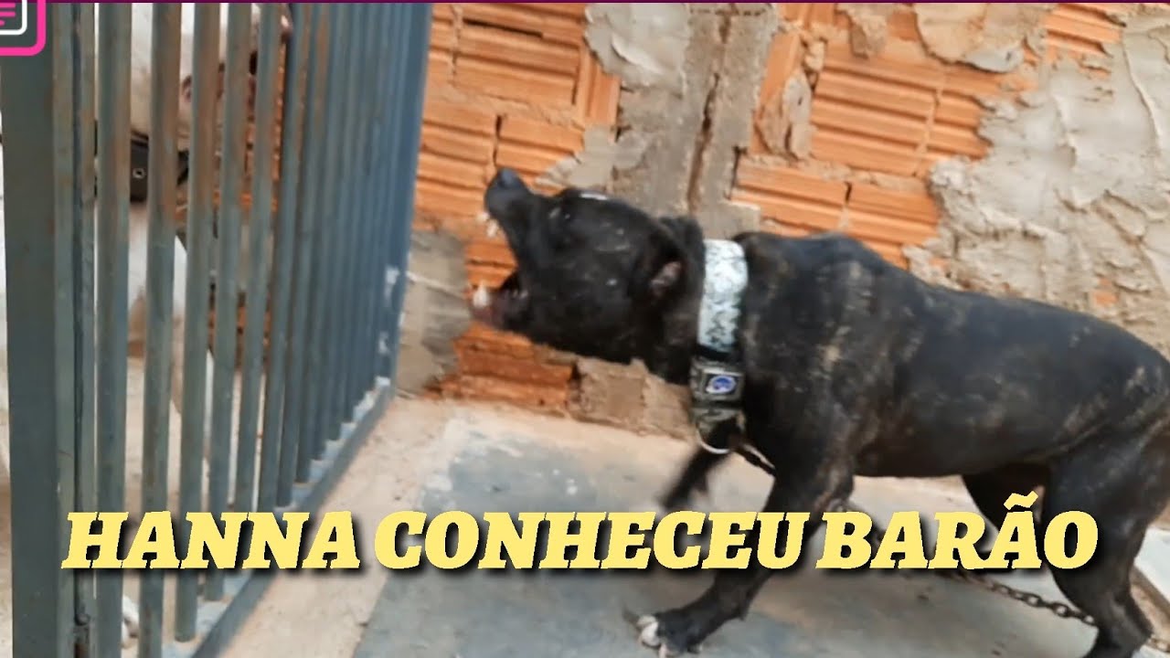 PITBULL HANNA PASSOU POR EXERCÍCIO HOJE USANDO SUA AGRESSIVIDADE COMO COMBUSTÍVEL ⛽  ATÉ ESGOTAR.