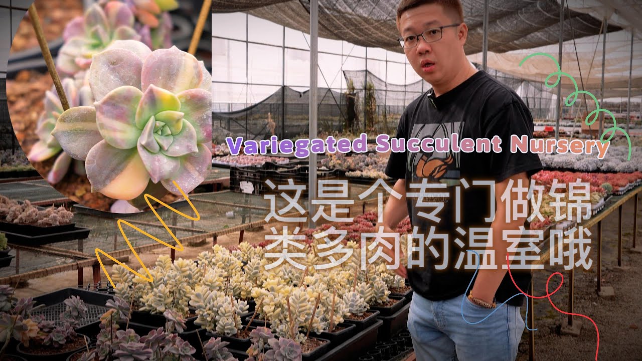 终于买的起了！Variegated Succulent Nursery 紫乐锦/吉娃娃锦/乒乓福娘锦/雪精灵锦 All the variegated succulent price dropped.