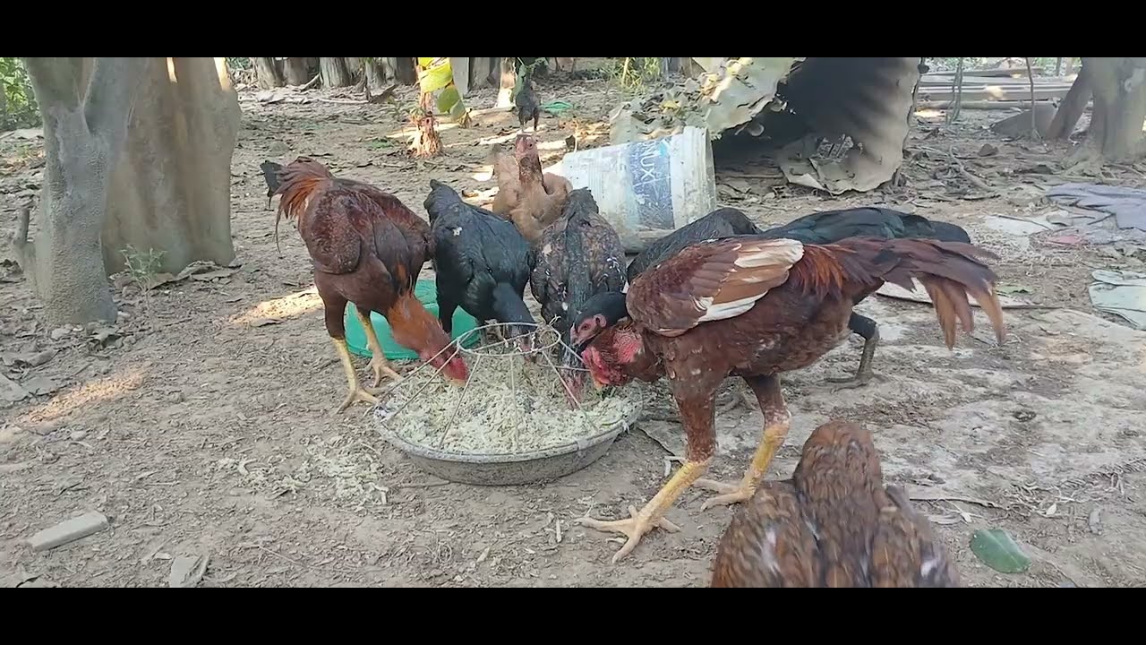 The Chikens' Afternoon meal, Scrambling To eat.