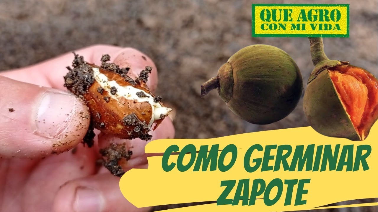 C&oacute;mo GERMINAR ZAPOTE (chupa chupa) - m&eacute;todo f&aacute;cil