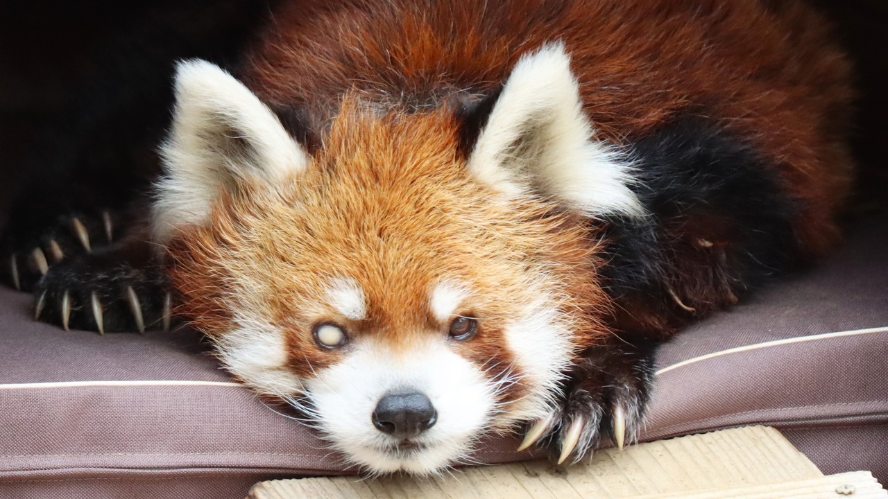 レッサーパンダ風太　2026年3月2日