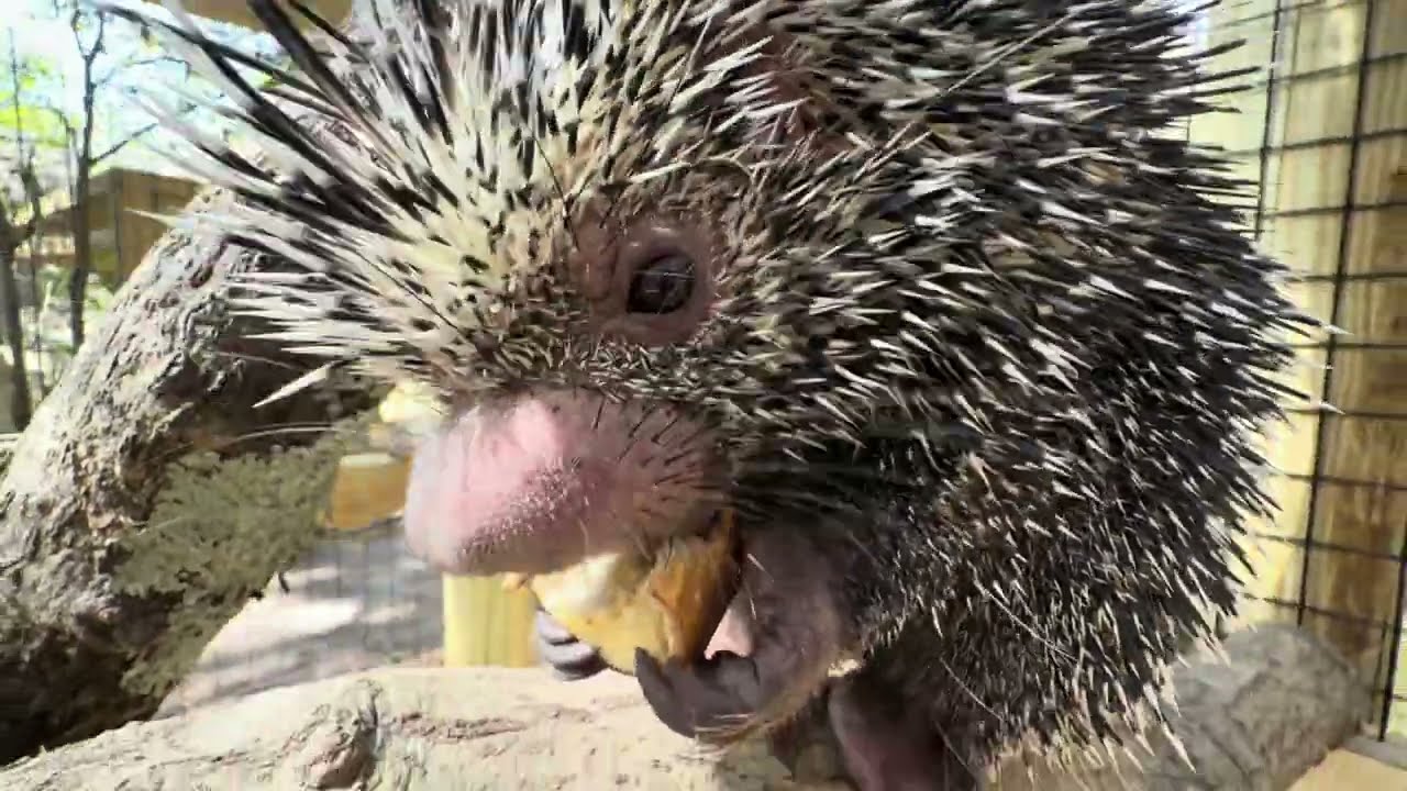 Beavers, crocs, porcupine, sanctuary vlog!