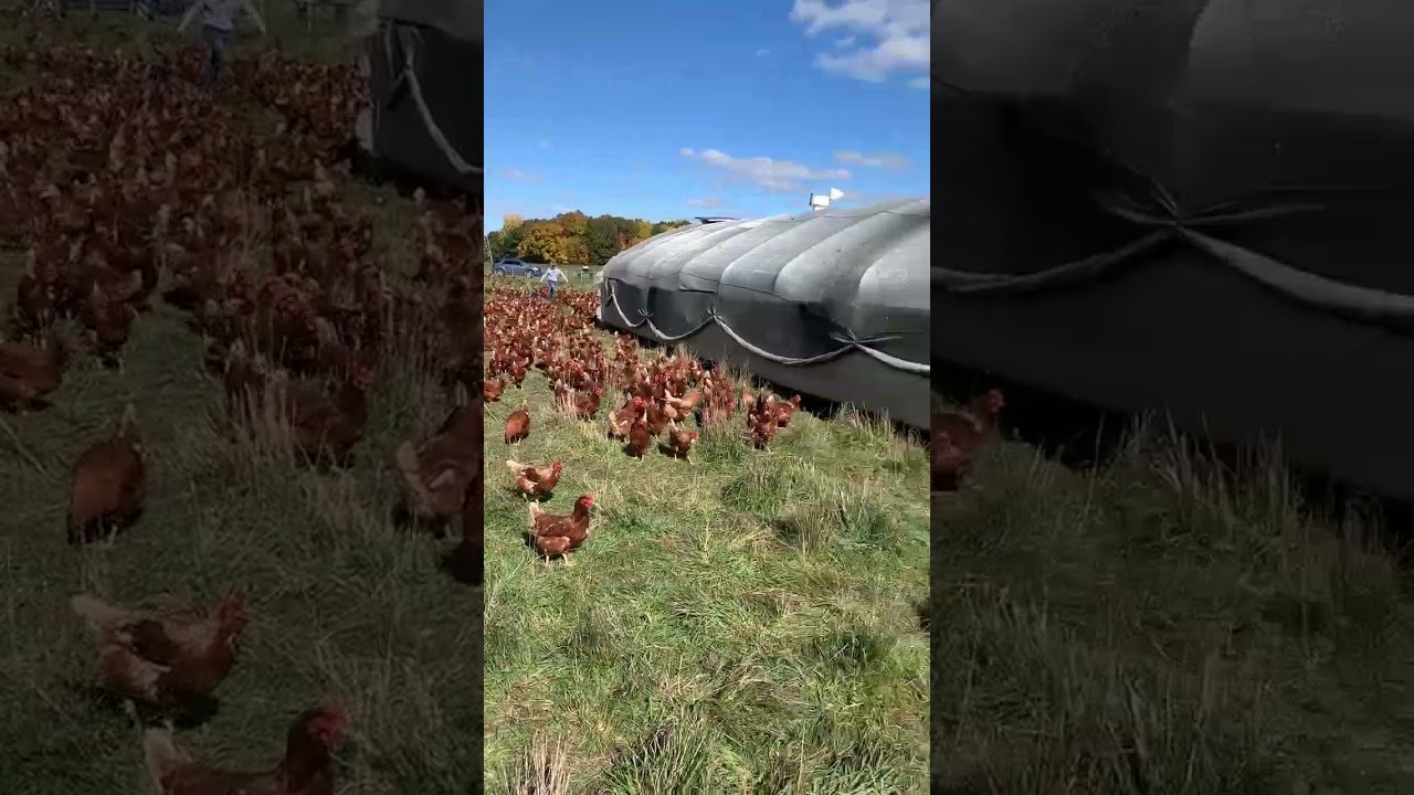 Moving a 20x48 Portable Chicken Coop