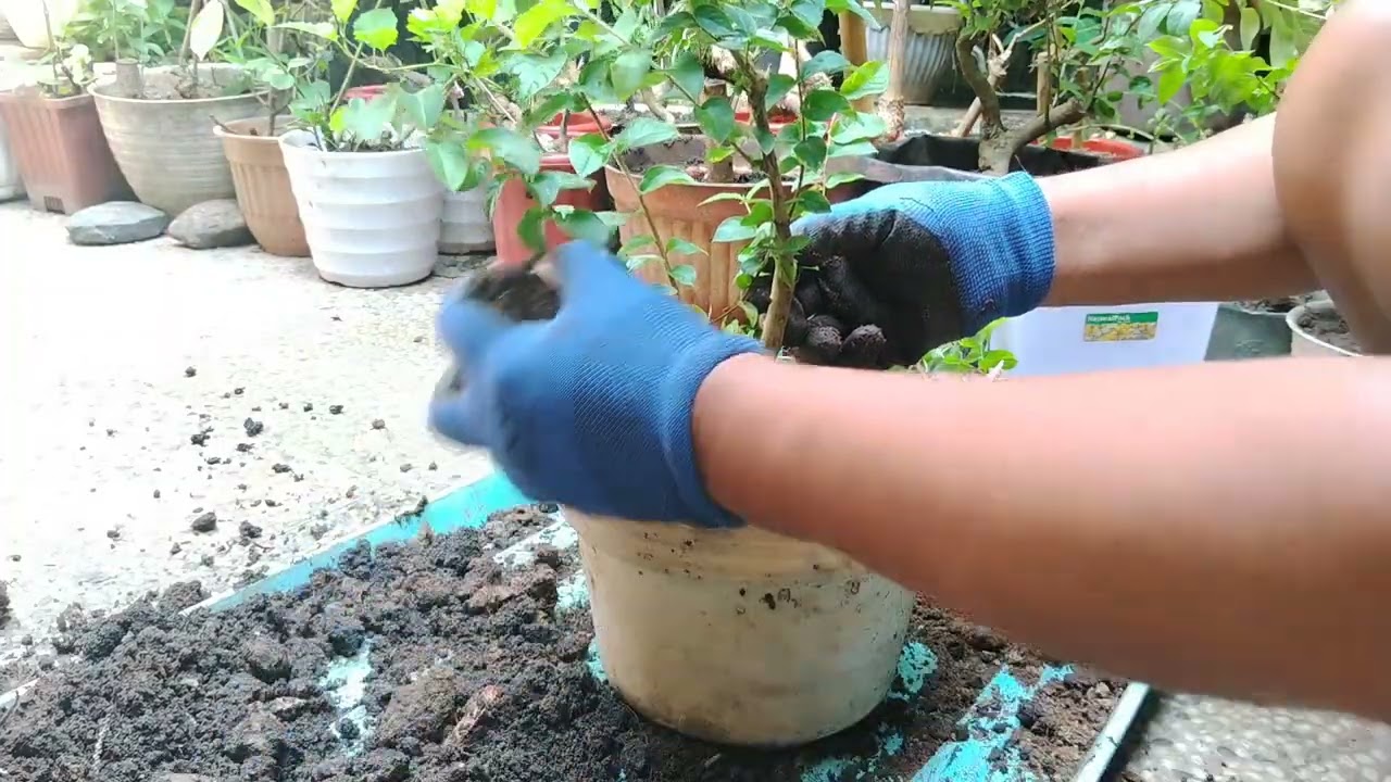 Bongkar Hasil Stek Batang Sakura untuk Bahan Bonsai