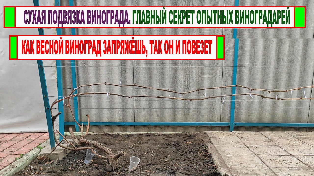 🍇 СУХАЯ ПОДВЯЗКА ВИНОГРАДА весной. Не сделаете это ГРАМОТНО, даже не думайте о хорошем урожае осенью