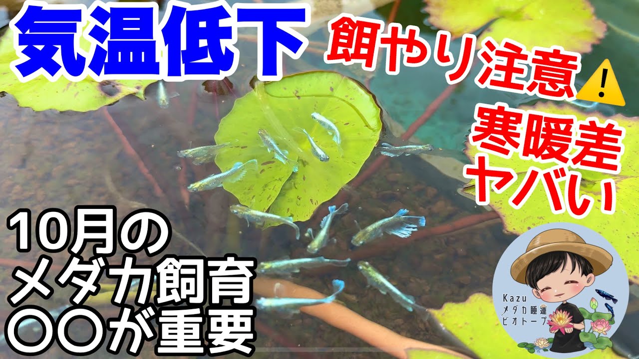 メダカ飼育秋モードにしてください！10月のメダカ飼育の注意点！○○に注意してください！メダカ睡蓮ビオトープ