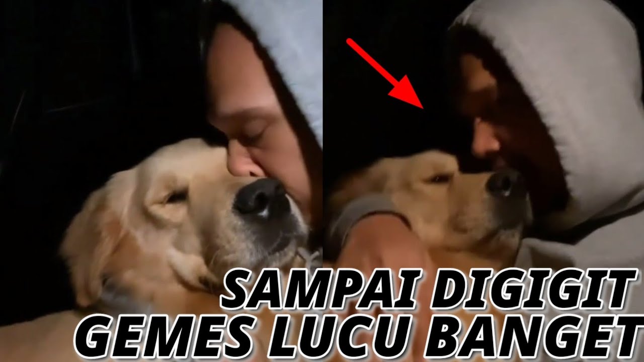 Gemes!! Snowa the golden family lucu banget Beemz aryo lakukan ini ke anabul