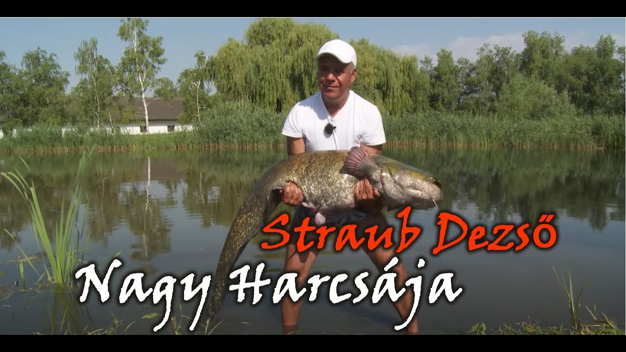 Straub Dezső ,,NAGY˝ harcsája