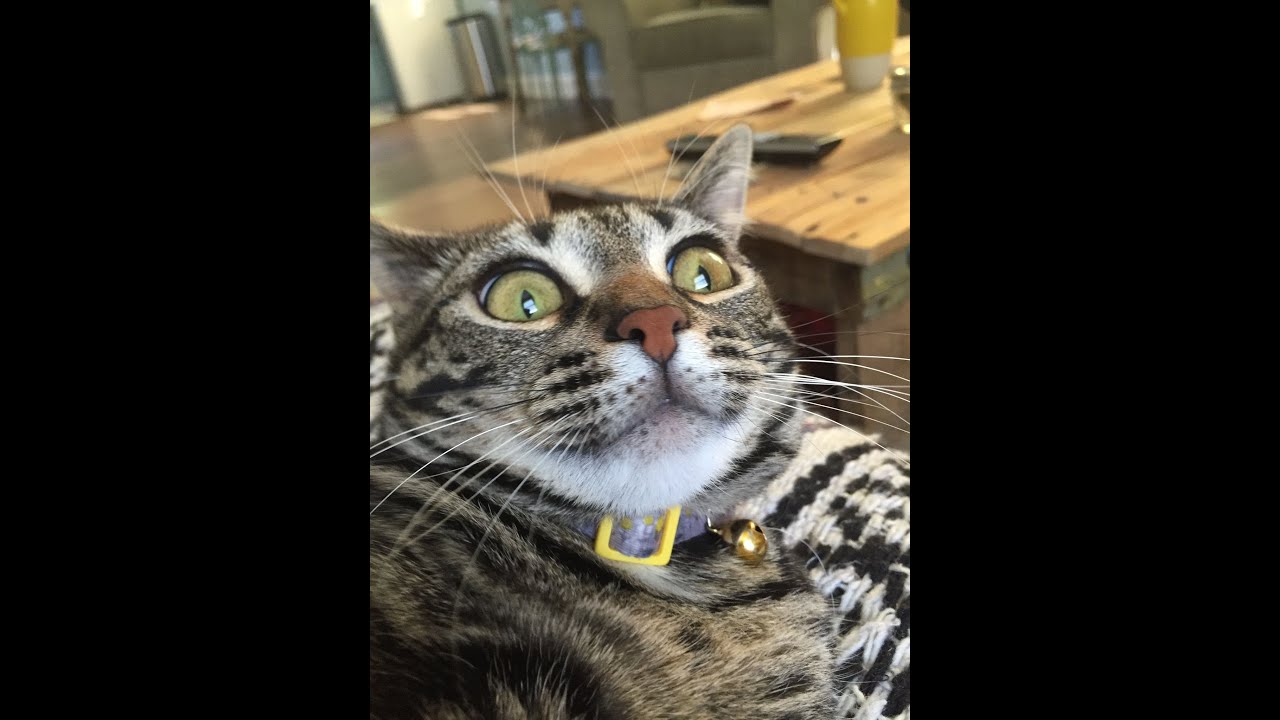 SerOFFim VS DarthVader![Пушистик]