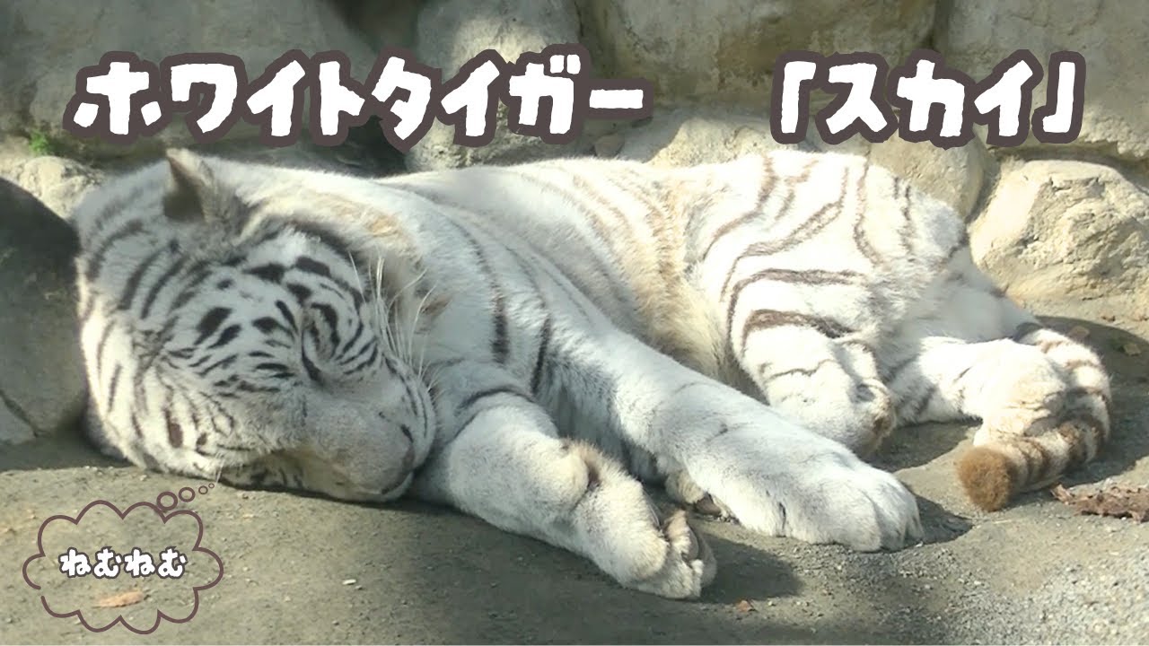 【凛々しいイケメン、寝顔は可愛い】東武動物公園ホワイトタイガー「スカイ」