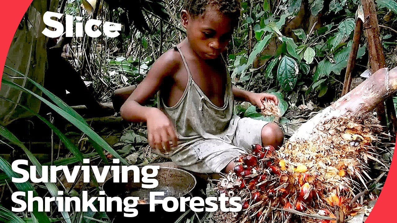 Pygmy hunter-gatherers: Ancestral rainforest peoples of central Africa | SLICE | FULL DOCUMENTARY