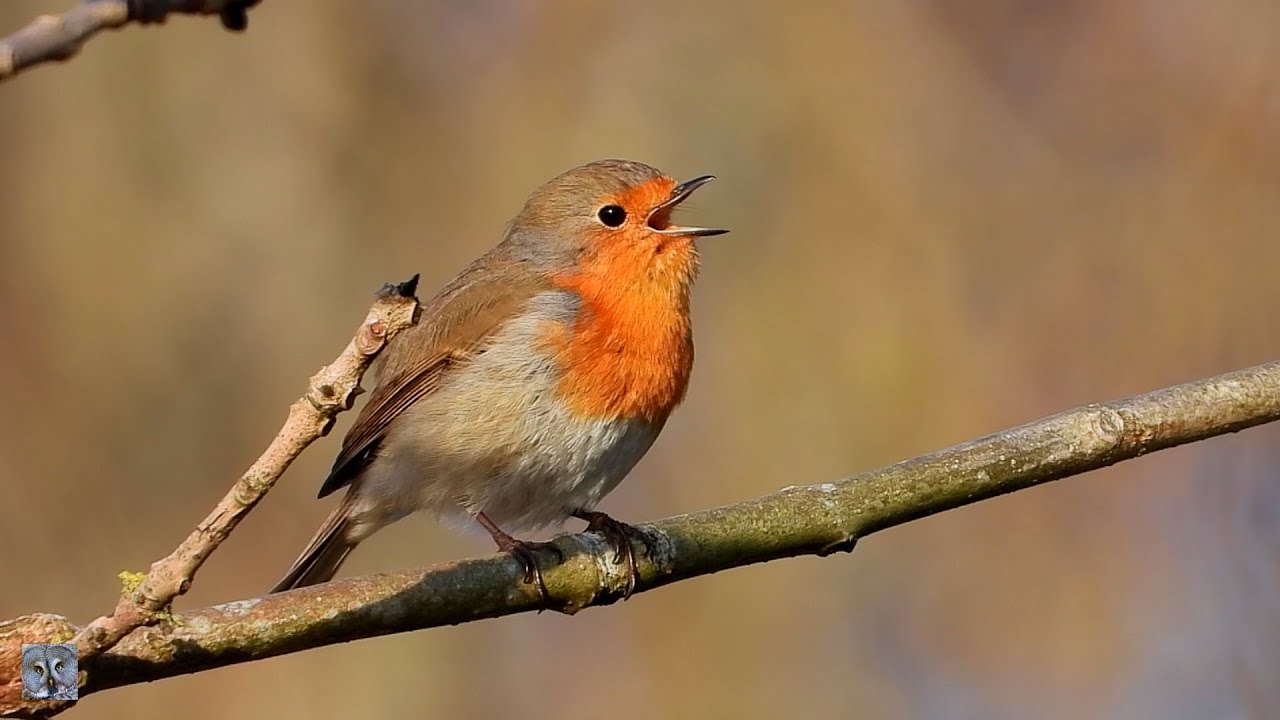 Beautiful Robin singing,R&oslash;dstrupe,Зарянка,Rouge-gorge familier,Roodborst,,coolpix p1000 #nature