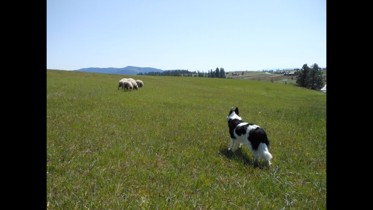 How to Drive/Move Stock Demo -- Part 3 -- Herding Dog Training -- Field Sheep Work-- Border Collie