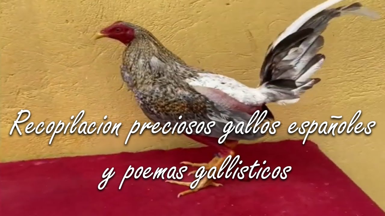 Recopilacion gallos españoles #galloespañol #gallofino