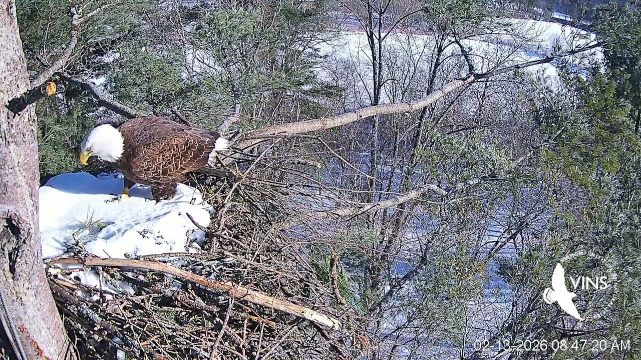 Eagle Cam Clip Feb 13 8:47AM - Small Cam