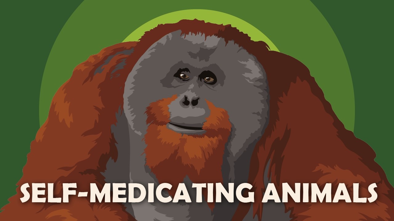 How Other Animals Use Medicine