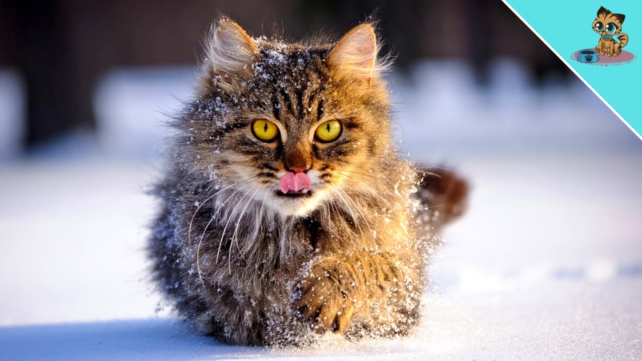 YOU DON'T BELIEVE Why Your Cat Is Sleeping More Than Usual NOW!