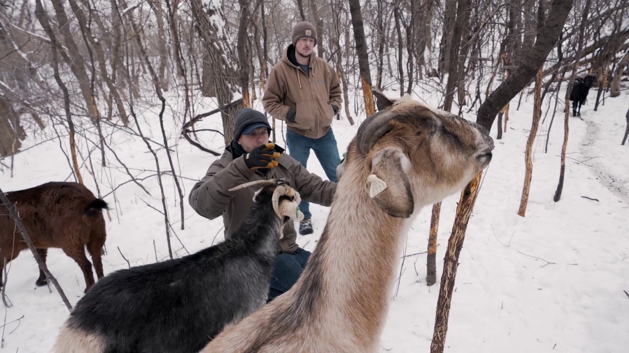 Cool Season/Winter Rental of Goats for Land Management in Minnesota.