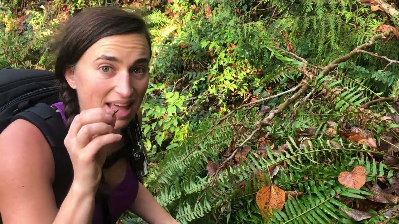 How to Harvest Black Cottonwood Buds