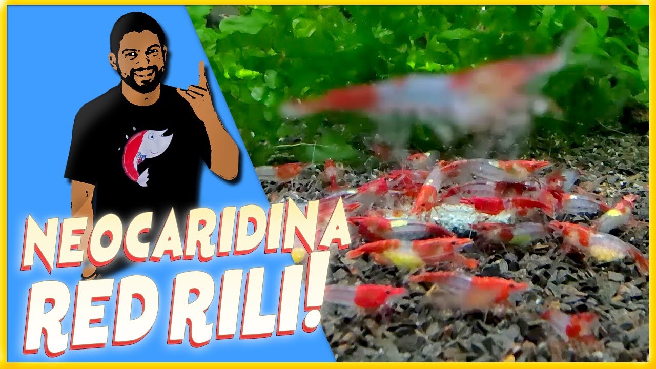 NEOCARIDINA RED RILI | GUIA COMPLETO