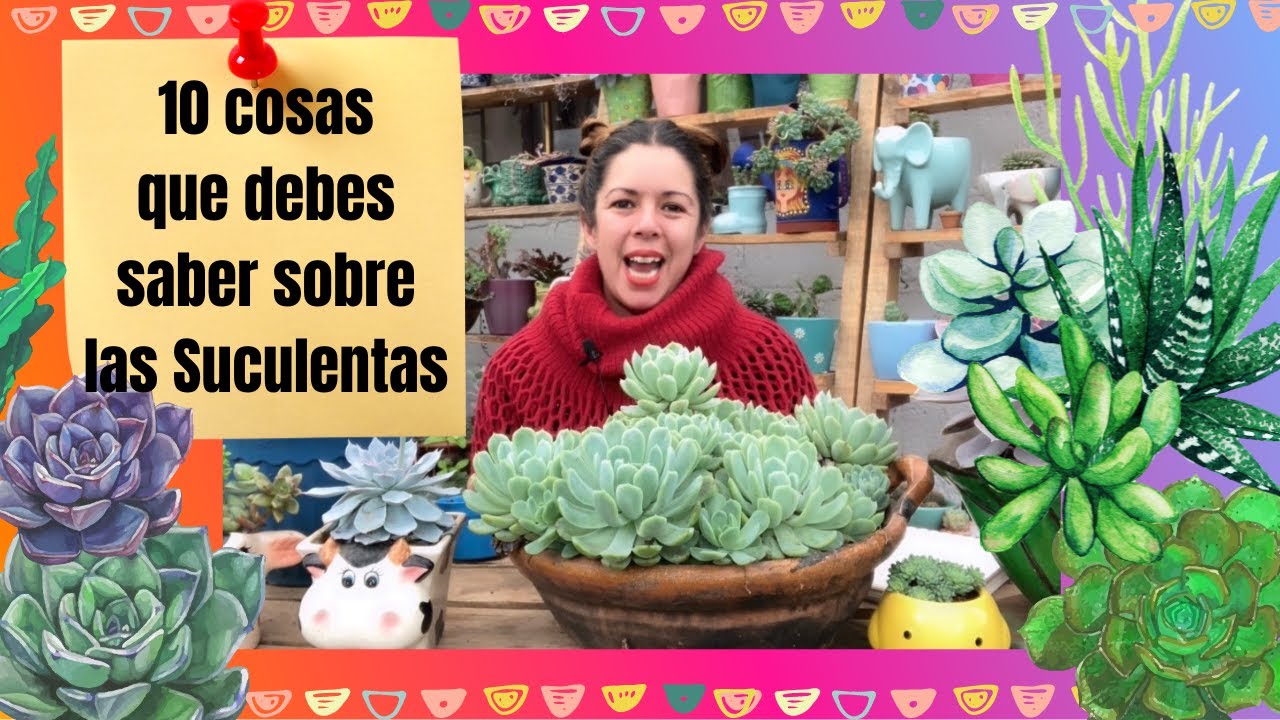 10 cosas que tienes que saber sobre las suculentas y sus cuidados