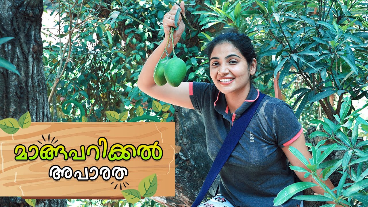 എന്‍റെ ഉമ്മിക്ക് വേണ്ടി മാവേലും കേറി | Mango Eating and Cooking Vlog | Anshitha Anji