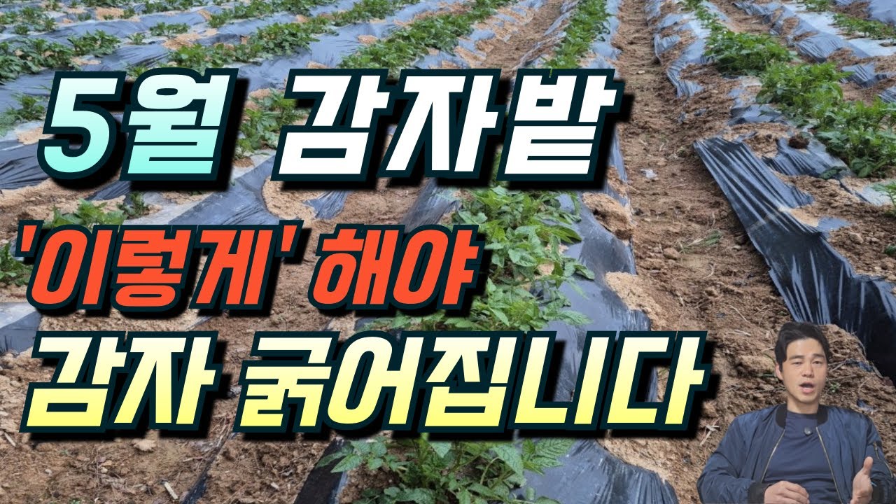 감자비대기 5월에 꼭 해줘야 할 일 5가지!