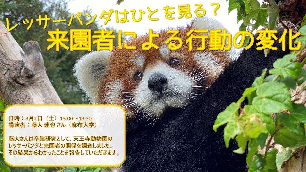 【天王寺動物園】卒業研究報告会「レッサーパンダはひとを見る? 来園者による行動の変化」