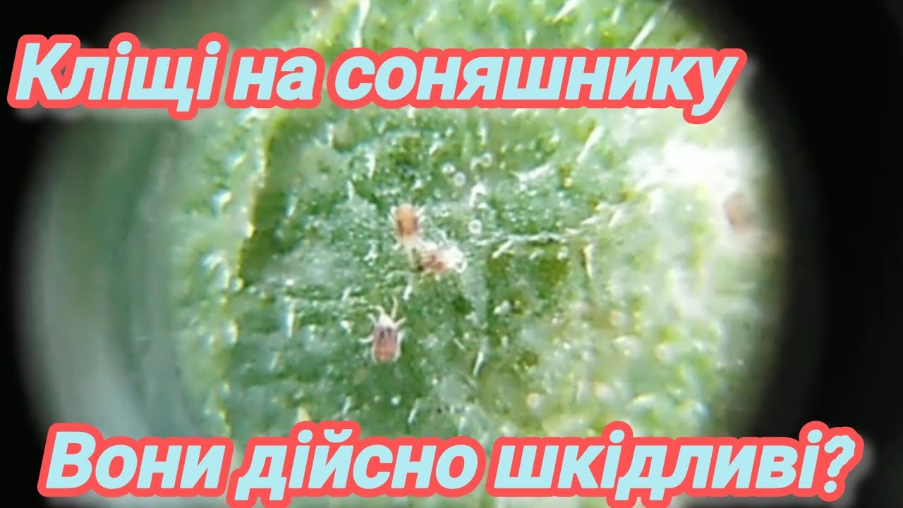 5.06.25. Кліщ на соняшнику. Чи існують методи боротьби?
