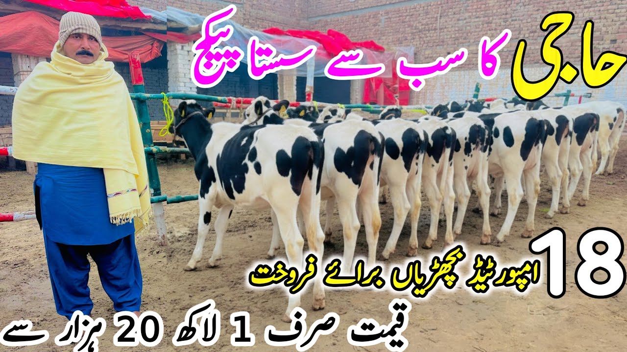Imported Heifers For sale in Punjab |  Friesian Jersey Heifers |  bachrian For sale pk janwar Mandi