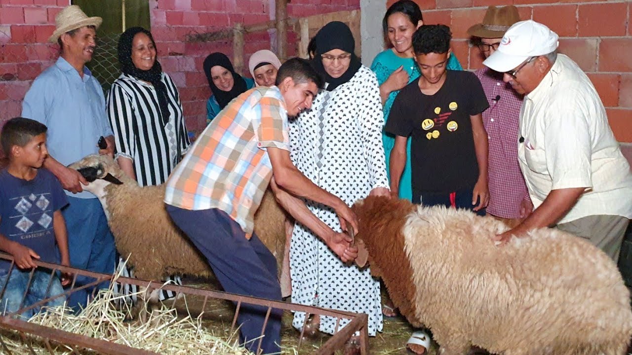 مول المليح باع وراح 🐏 لي بغا يعيد بالمليح الحولي أو الضروبة  مرحبا بيه