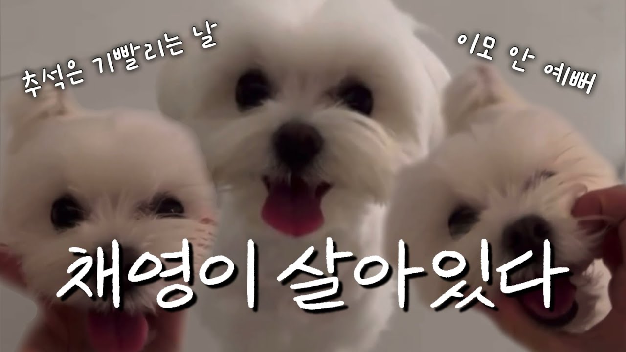 [프로미스나인] 휴지가 주인공인 라이브