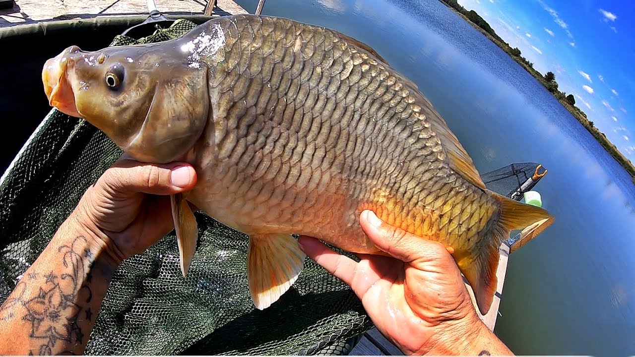 12 Kg CRAP IN 3 ORE CU MIX CRIMINAL SI MONTURA PERFECTA