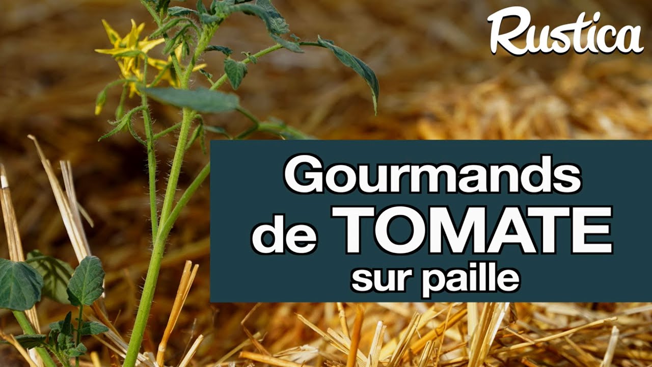 Repiquer des gourmands de tomate directement au potager