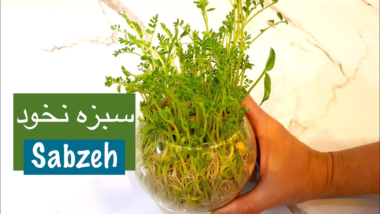 سبزه نخود در تنگ ماهی و ظروف دیگر به راحت ترین روش - Sabze Nokhod