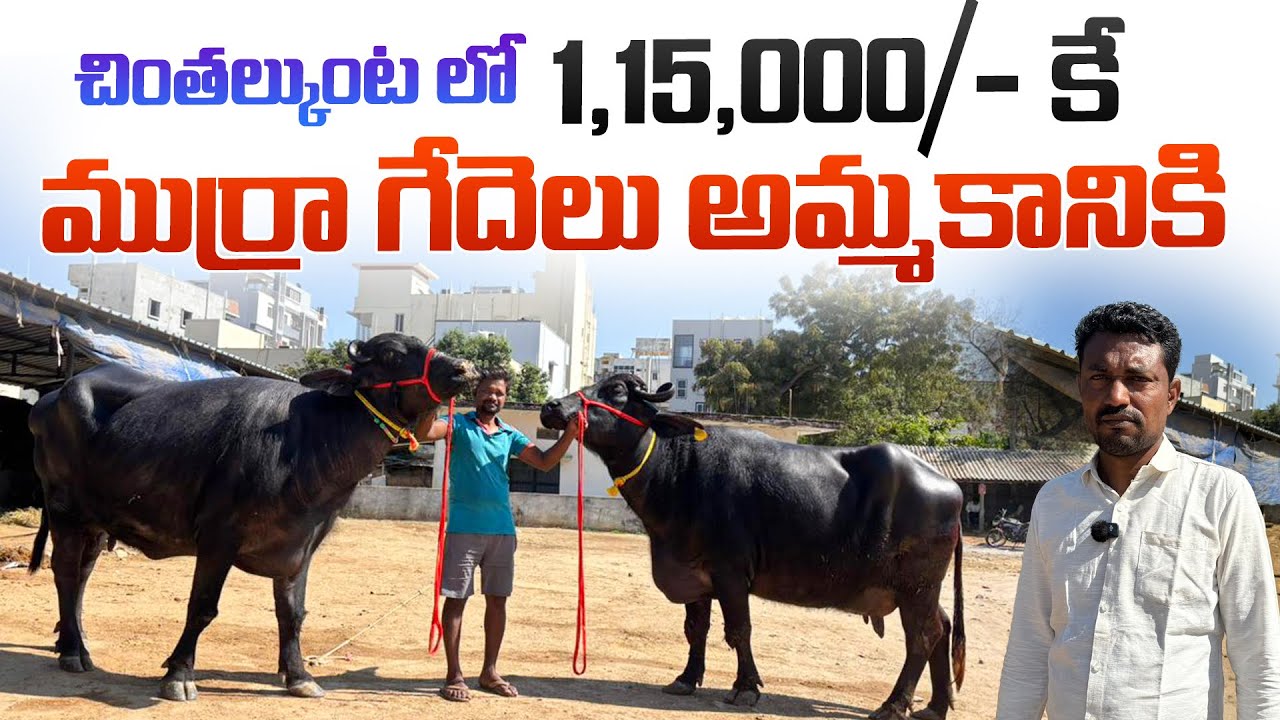 చింతల్కుంట